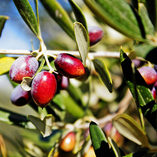 Koroneiki Greek Olive Tree – Grow Olives Inside - PlantingTree