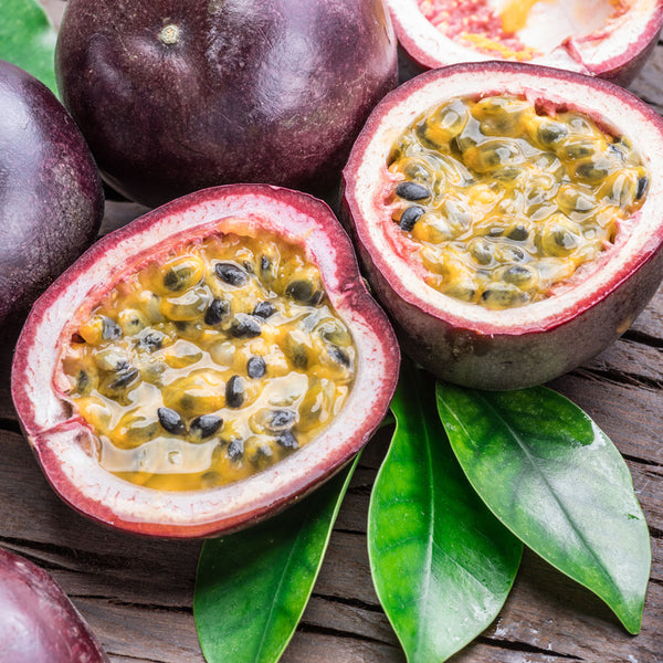 Purple Possum Passion Fruit - Live Plant - Passiflora edulis - Plants Purple Possum Passion Fruit - Live Plant - Passiflora edulis - Plants