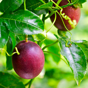 Possum Purple Passion Fruit