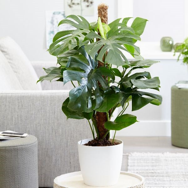 Monstera Deliciosa Plant | A.K.A. Swiss Cheese Plant - PlantingTree