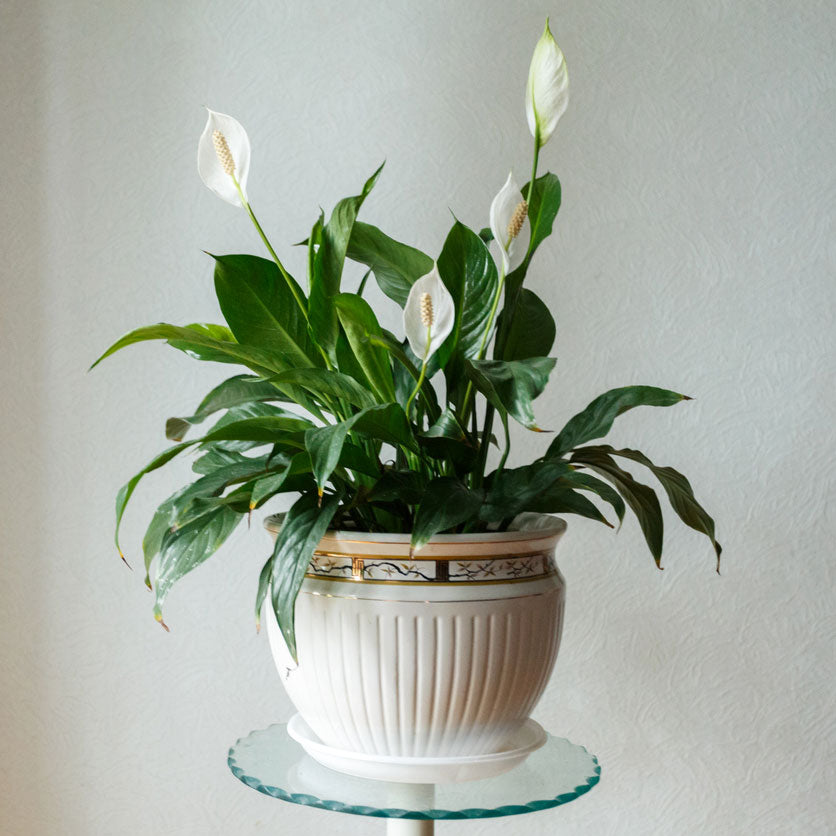Peace Lily House Plant | Natural Indoor Air Purifier - PlantingTree