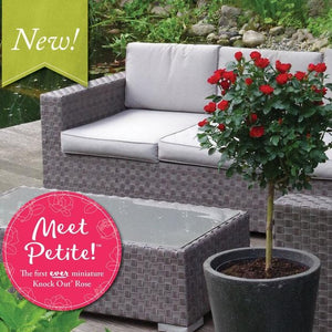 Petite Knock Out Rose Tree