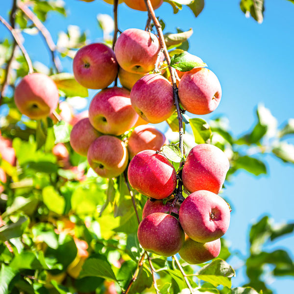 How to Grow Your Organic Apples