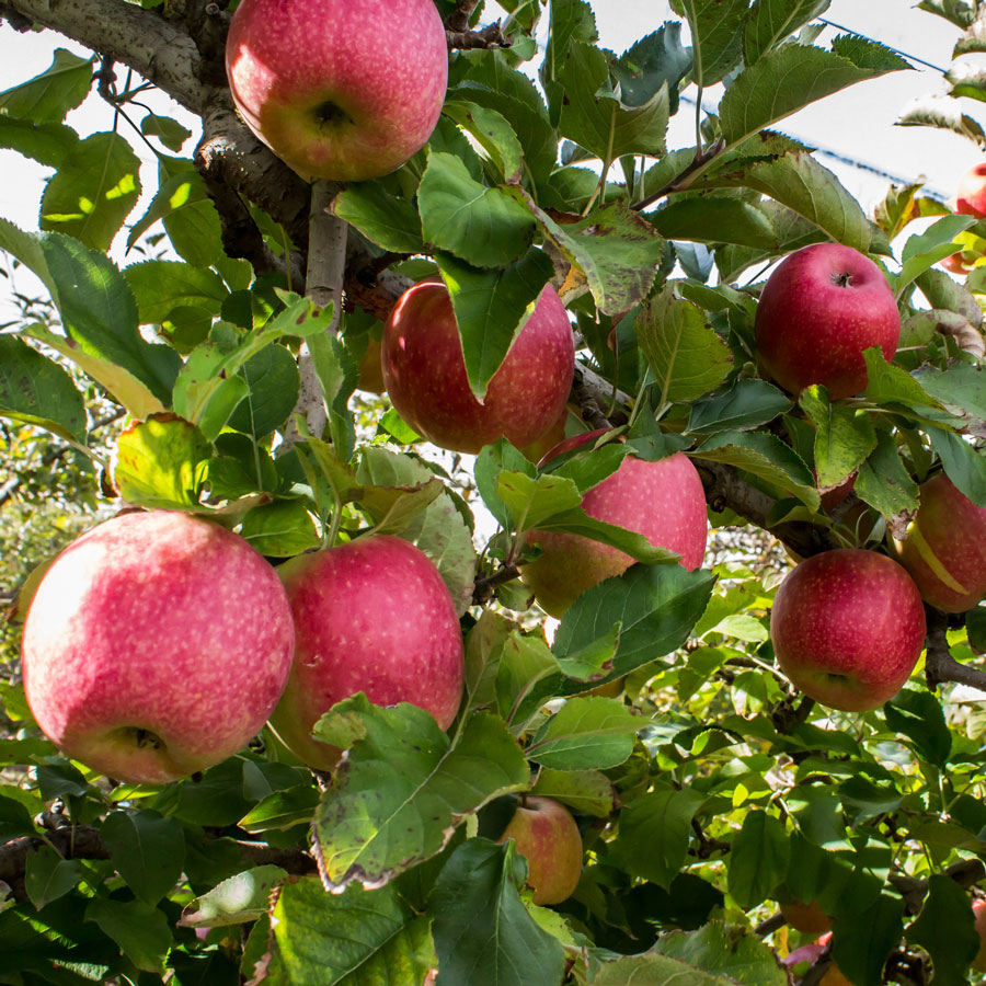 Pink Lady Types Of Apples Pink Lady