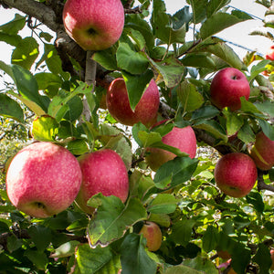 Pink Lady® Apple Tree