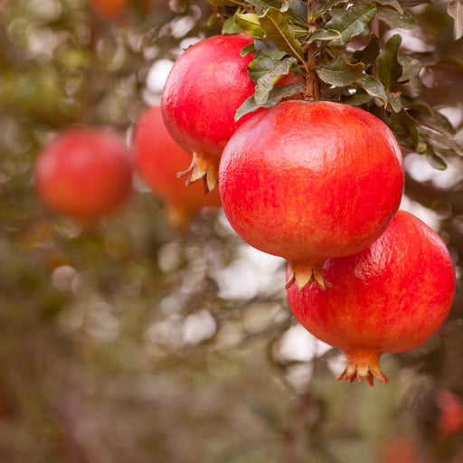 Wonderful Pomegranate Tree