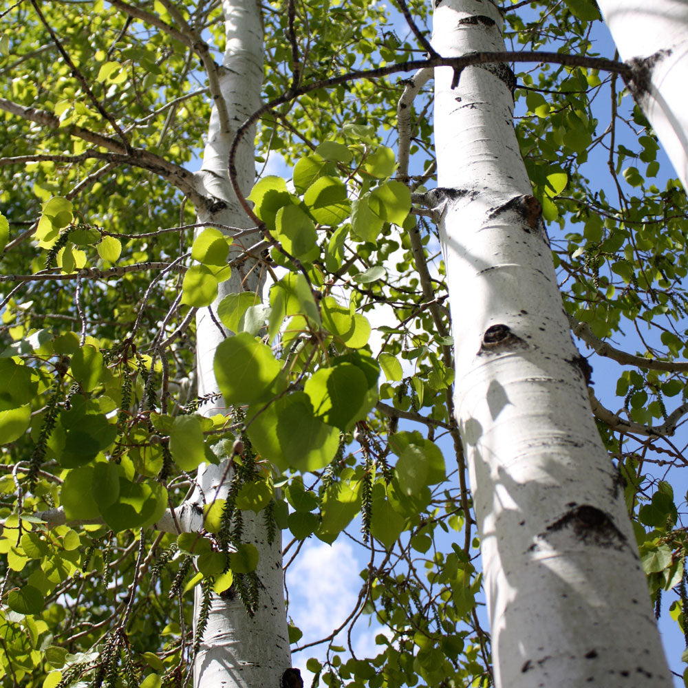 Quaking Aspen Tree for Sale Grows Fast PlantingTree