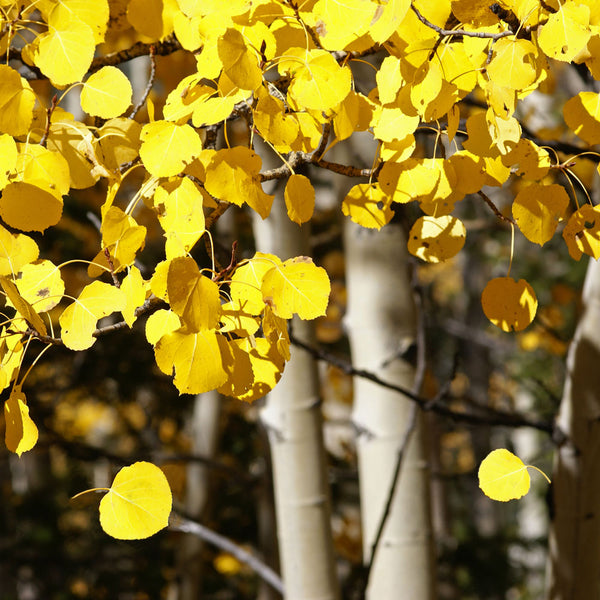Quaking Aspen Tree