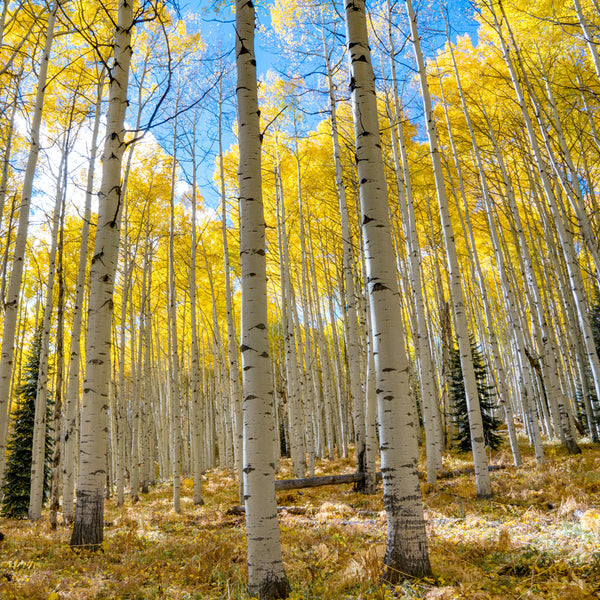 Quaking Aspen Tree For Sale – Grows Fast - Plantingtree