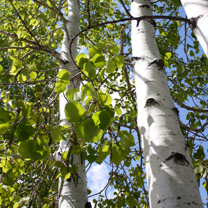 Quaking Aspen Tree
