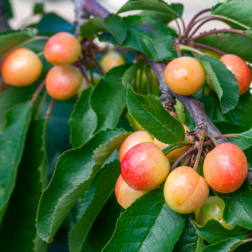 planting rainier cherry seeds Rainier Cherry Tree