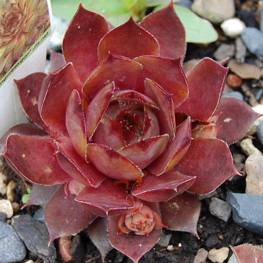 red succulents Sempervivum Red Beauty | Spreading Succulent Groundcover