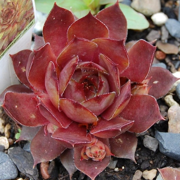 sempervivum succulents for sale Sempervivum Red Beauty | Spreading Succulent Groundcover