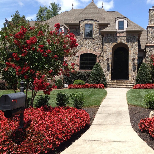 planting crape myrtle near house Red Rocket Crape Myrtle | Stunning True Red Blooms