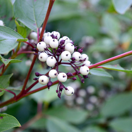 Red Twig Dogwood Shrub