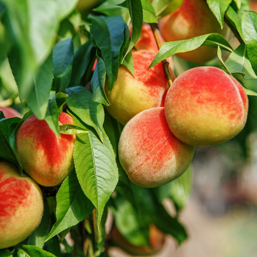 Red Haven Peach Tree