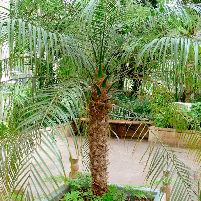 Robellini Palm Shipped Direct to You by PlantingTree.com 