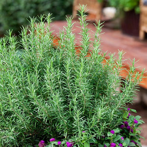 Rosemary Plant
