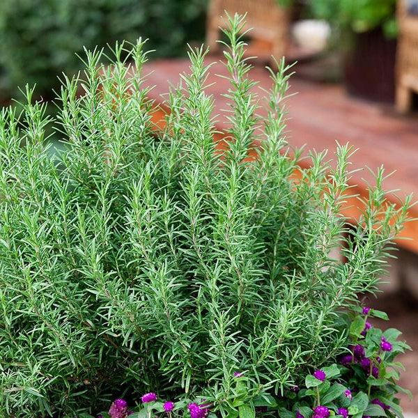 Rosemary Plant | Rosemary Plant for Sale - 1 Gallon - PlantingTree