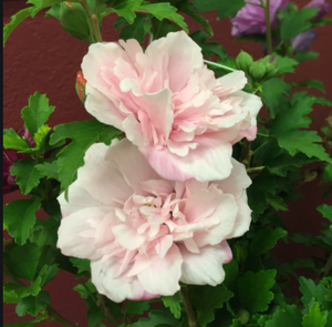 Double Pink Rose Of Sharon Tree