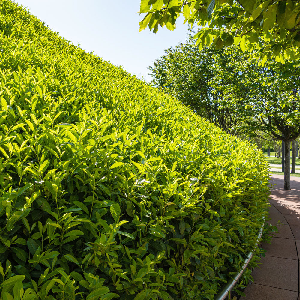 Skip Laurel (Schipka Cherry Laurel) for Sale Shipped to You