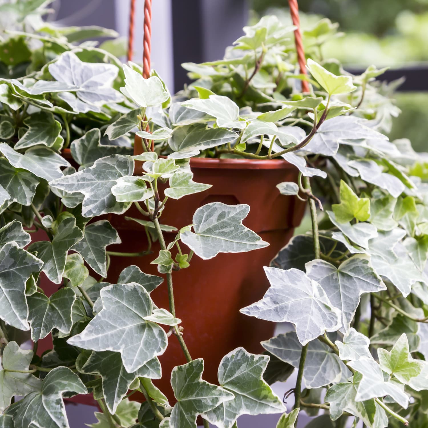 Variegated English Ivy 4 Pot