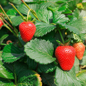 Everbearing Strawberry