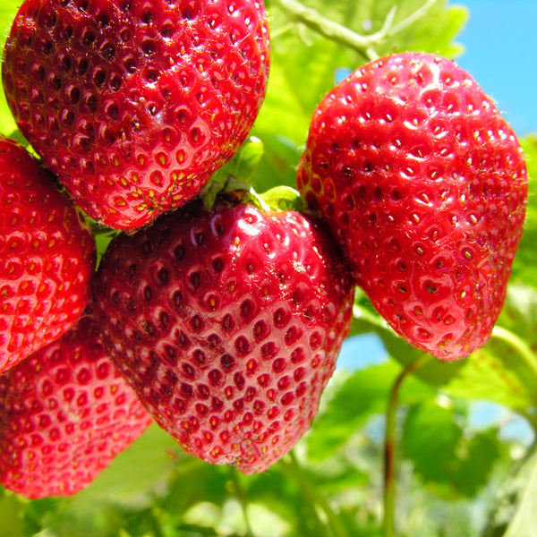 Everbearing Strawberry