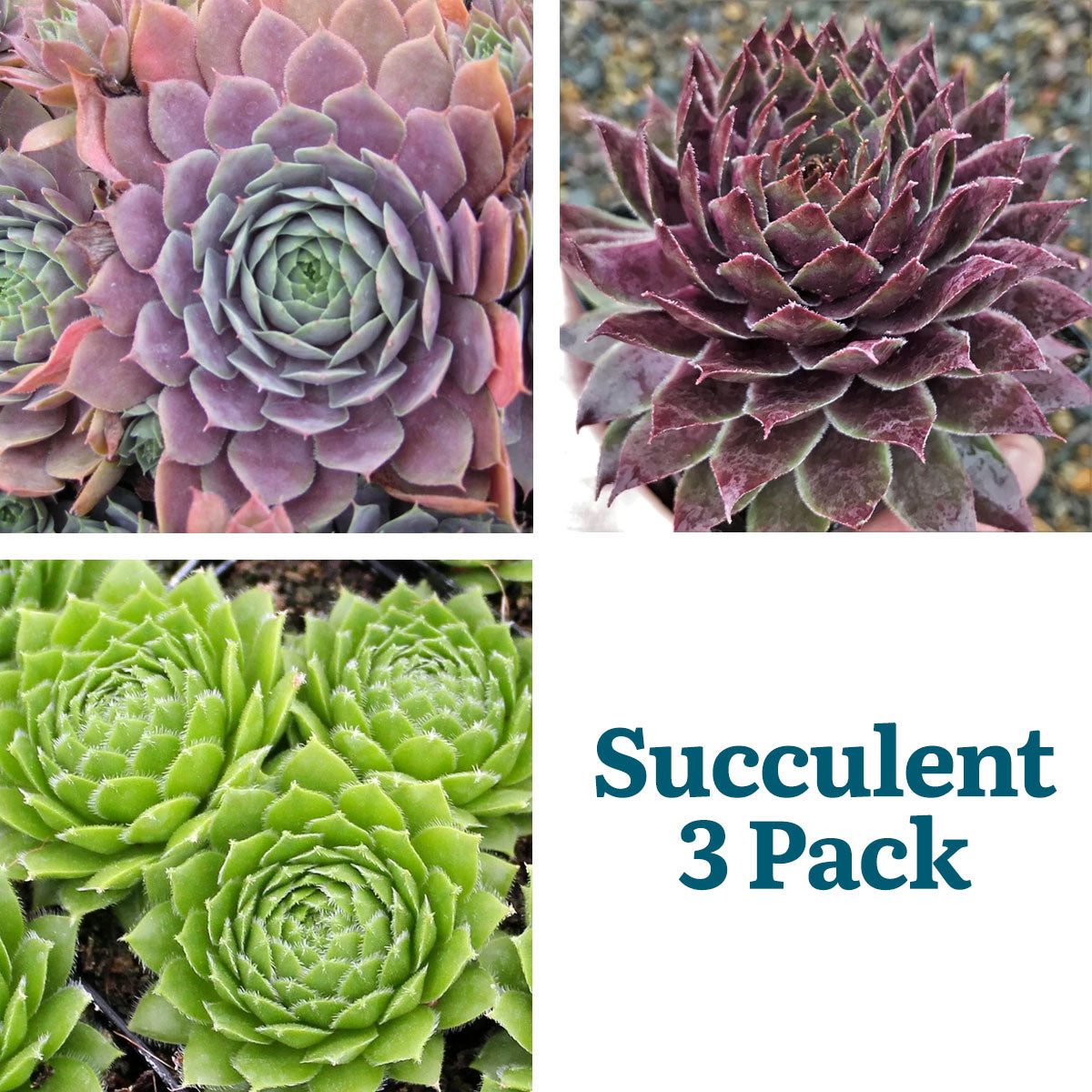 apple beauty succulent Sempervivum Purple Beauty Succulent