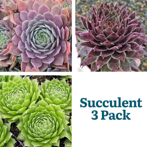 Sempervivum Purple Beauty Succulent