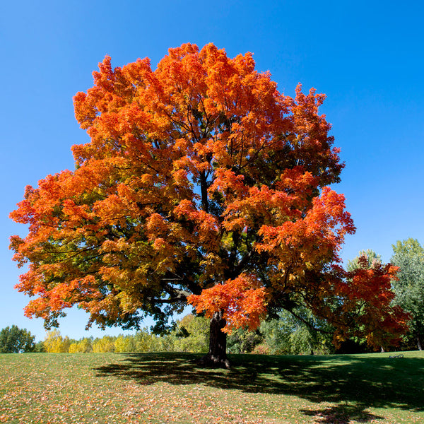 Sugar Maple