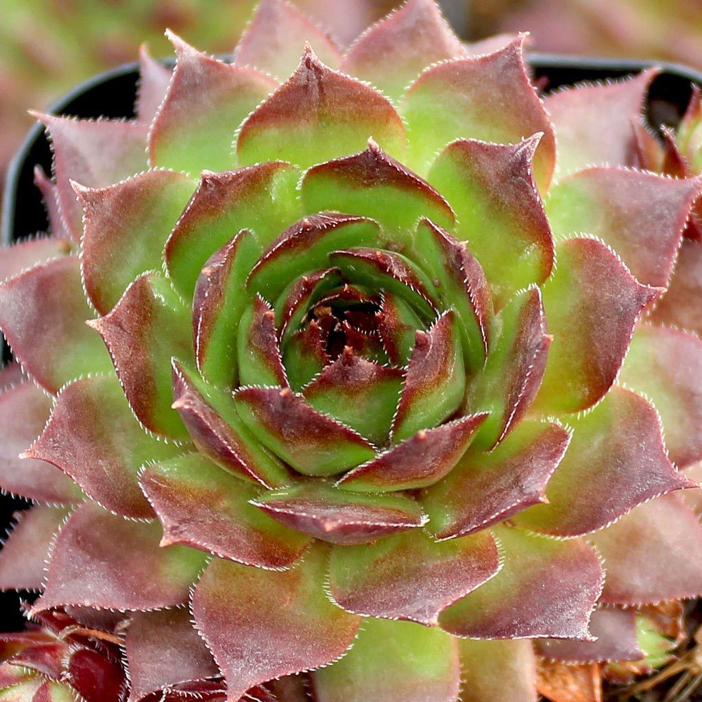 succulent sempervivum plants Sempervivum Sunset Succulent