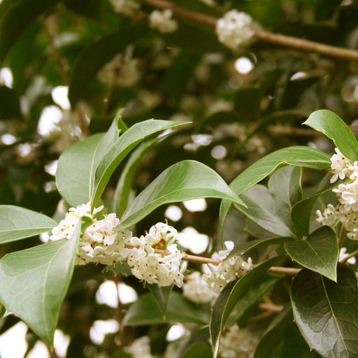 Fragrant Tea Olive