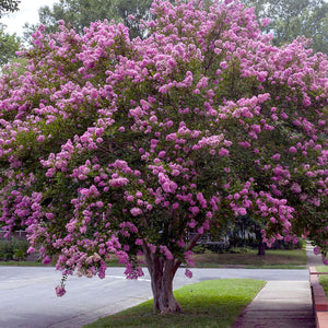 Twilight Crape Myrtle