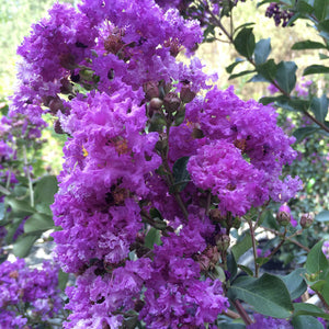 Twilight Crape Myrtle