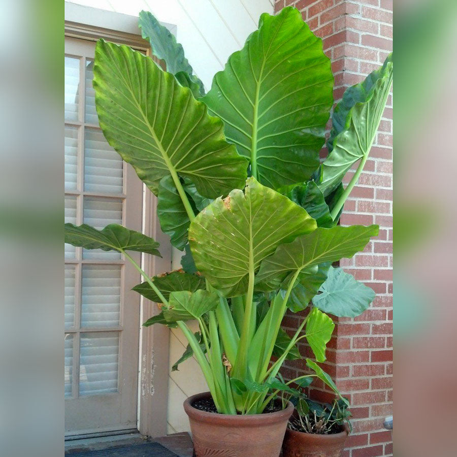 planter elephant ears Upright Elephant Ear | Patio Plant | PlantingTree.com