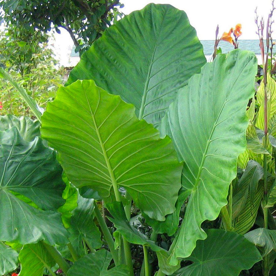 Upright Elephant Ear Patio Plant PlantingTree