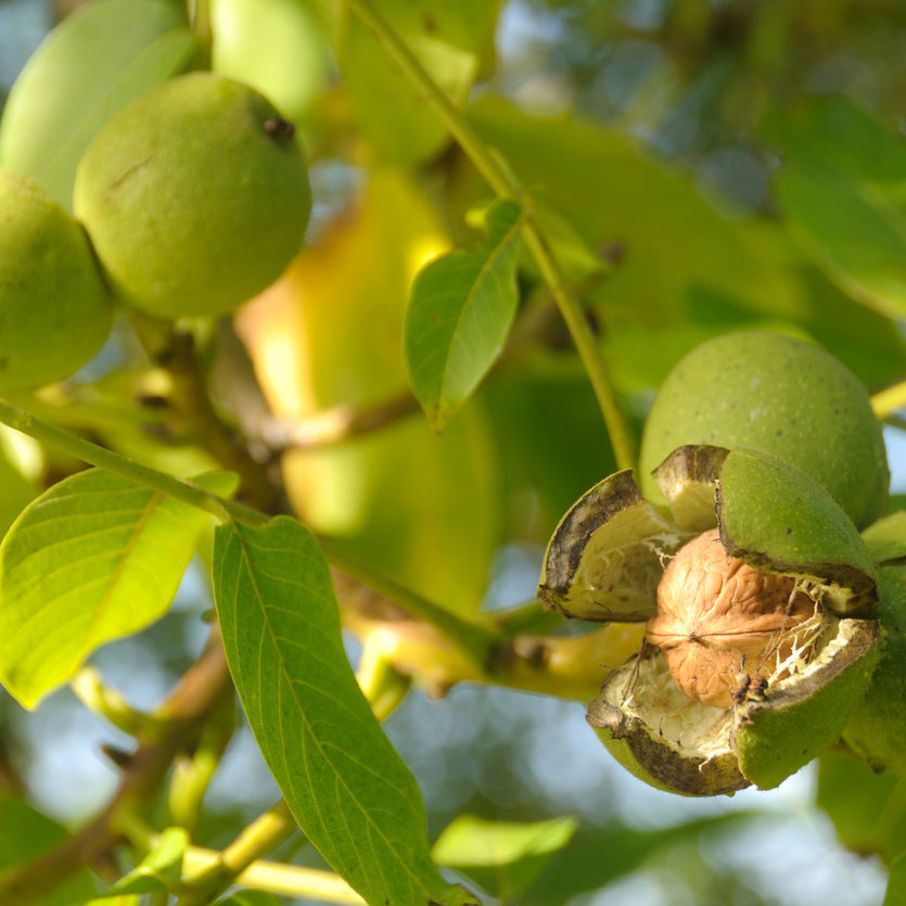 green walnut tree