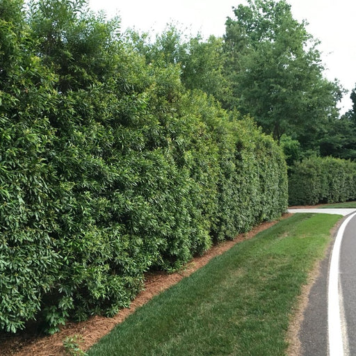 Wax Myrtle Privacy Trees Hedge