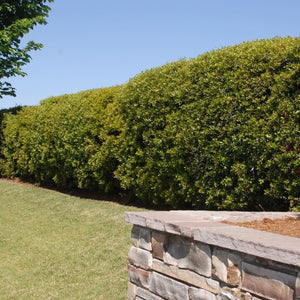 Wax Myrtle Privacy Trees Hedge