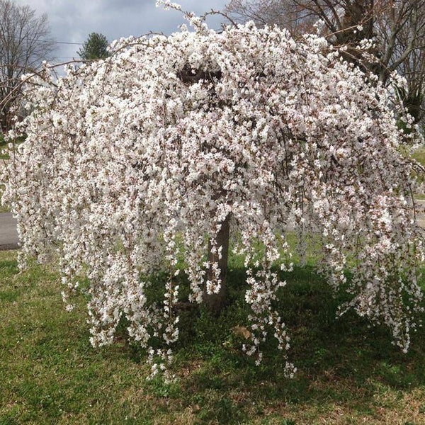 dwarf japanese weeping cherry tree