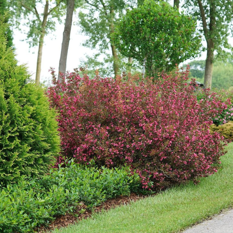 Image of Daylily and Weigela Wine and Roses companion plant