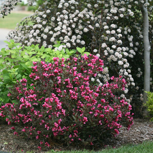 Wine & Roses® Weigela