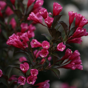 Wine & Roses® Weigela blooms