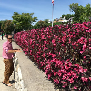 Wine & Roses® Weigela