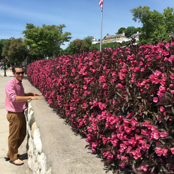 Wine & Roses® Weigela