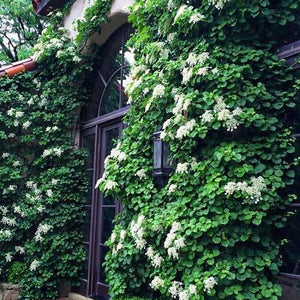 White Climbing Hydrangea Vine PlantingTree
