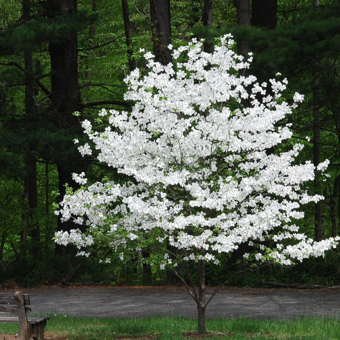 White Dogwood Tree | Creamy White Blooms - PlantingTree