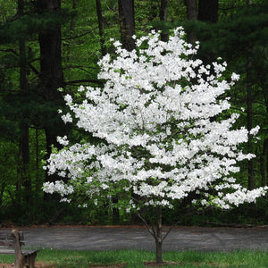 White Dogwood Tree