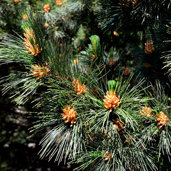 Eastern White Pine Tree